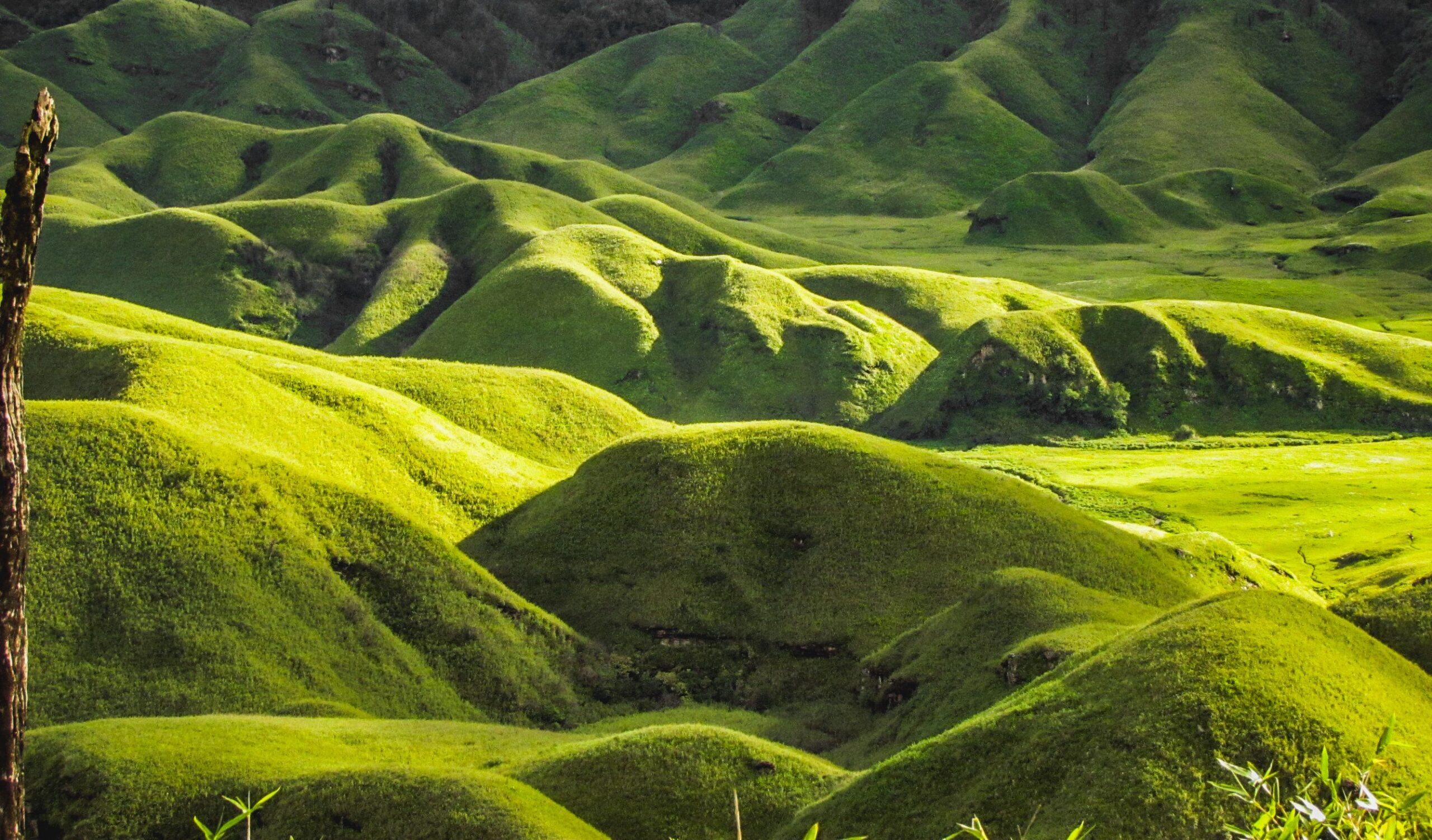 dzukou valley Nagaland