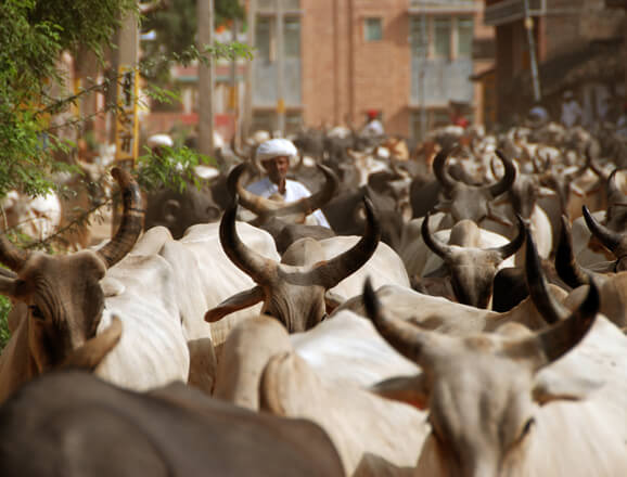 jawai rajasthan tourist places