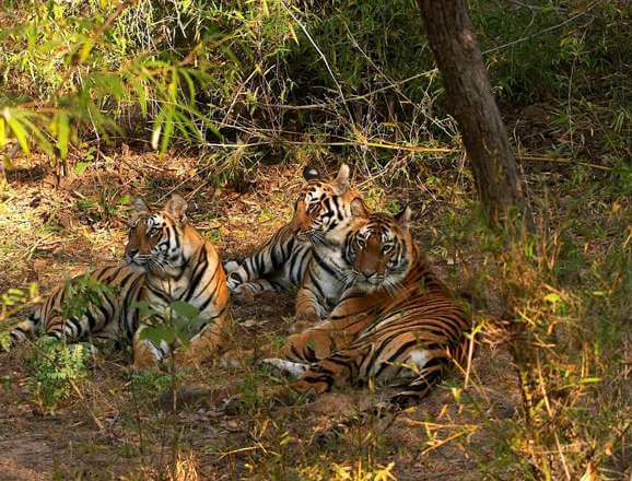 Tiger Reserve of Bandhavgarh