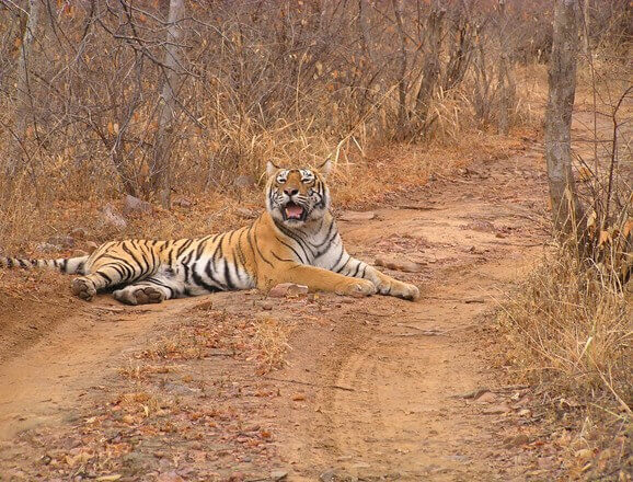 Wildlife of Ranthambore National Park, Rajasthan