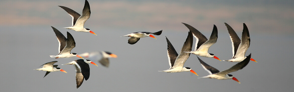 Chambal-River-Indian-Skimmers_Image-by-Eling-Lee