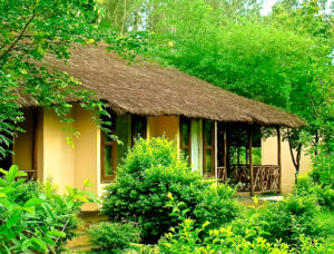 Jim’s Jungle Retreat