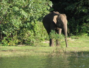 Nagarhole Jeep Safari