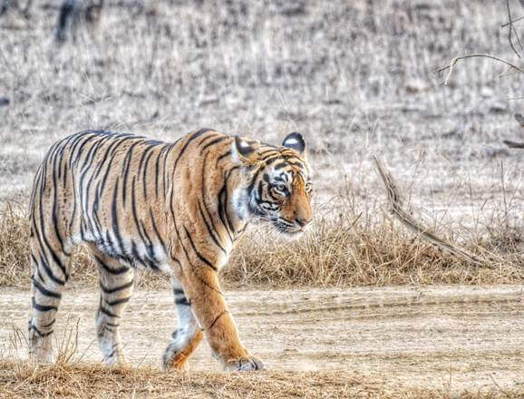 Tiger at Ranthambore