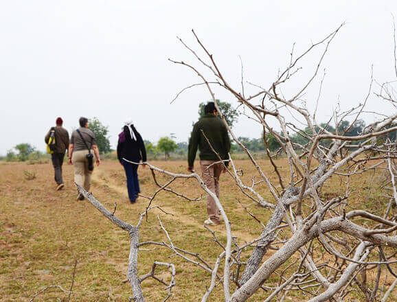 Tadoba Trails