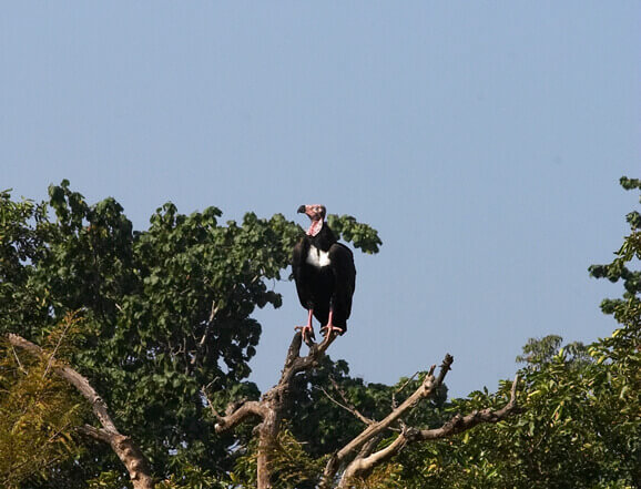 Birding in Bandhavgarh