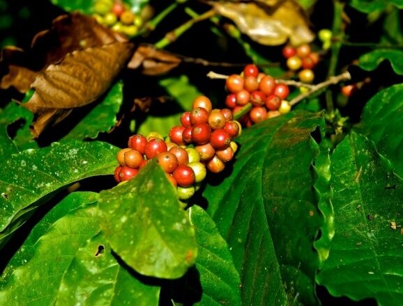 Coorg Coffee Plantation Tour | Coffee Trails