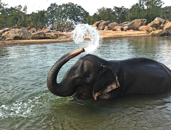 Bathe an Elephant