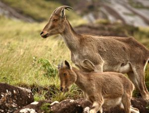 Eravikulam National Park