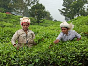 Munnar Tea Trail