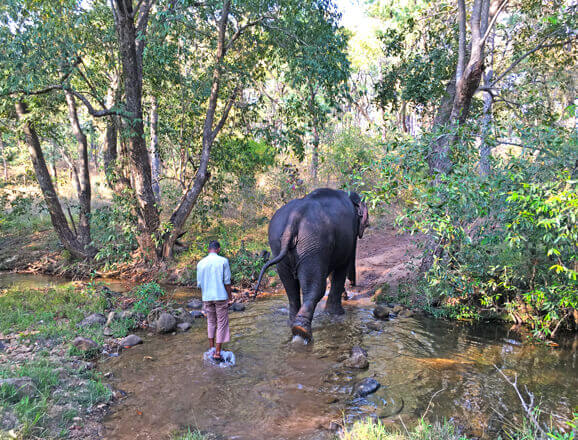 Private: Satpura Elephant Trails