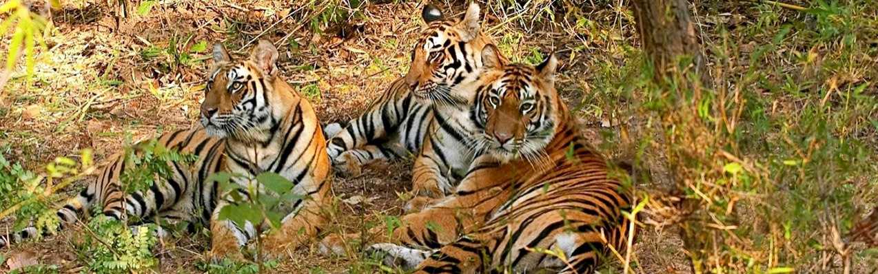 Wildlife Tour in India Wildlife Tour in India