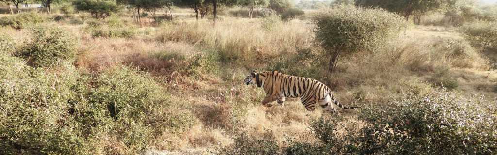 Wildlife & Wilderness 