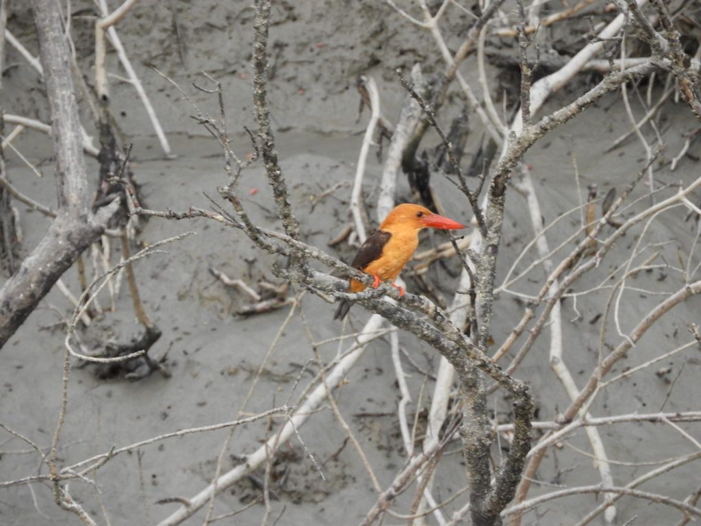 Brown Winged Kingfisher in sundarbans forest