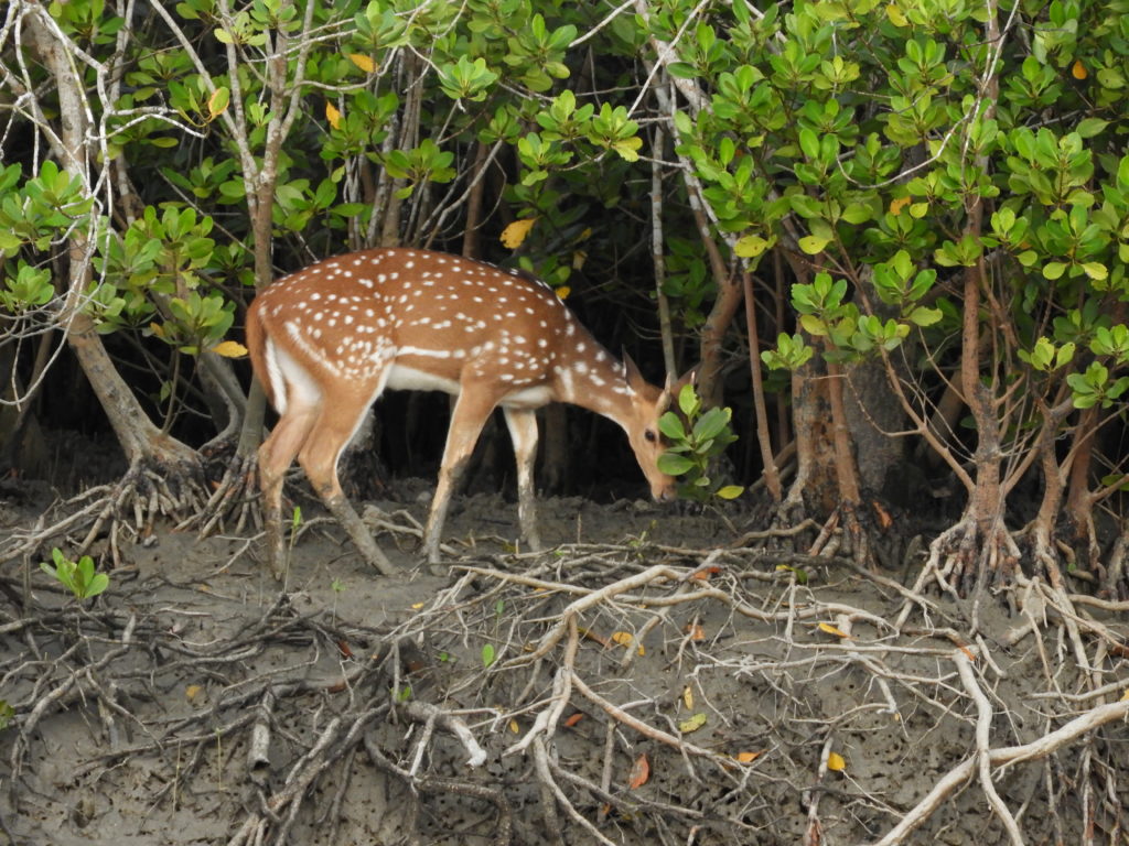 Spotted Deers in sundarbans forest