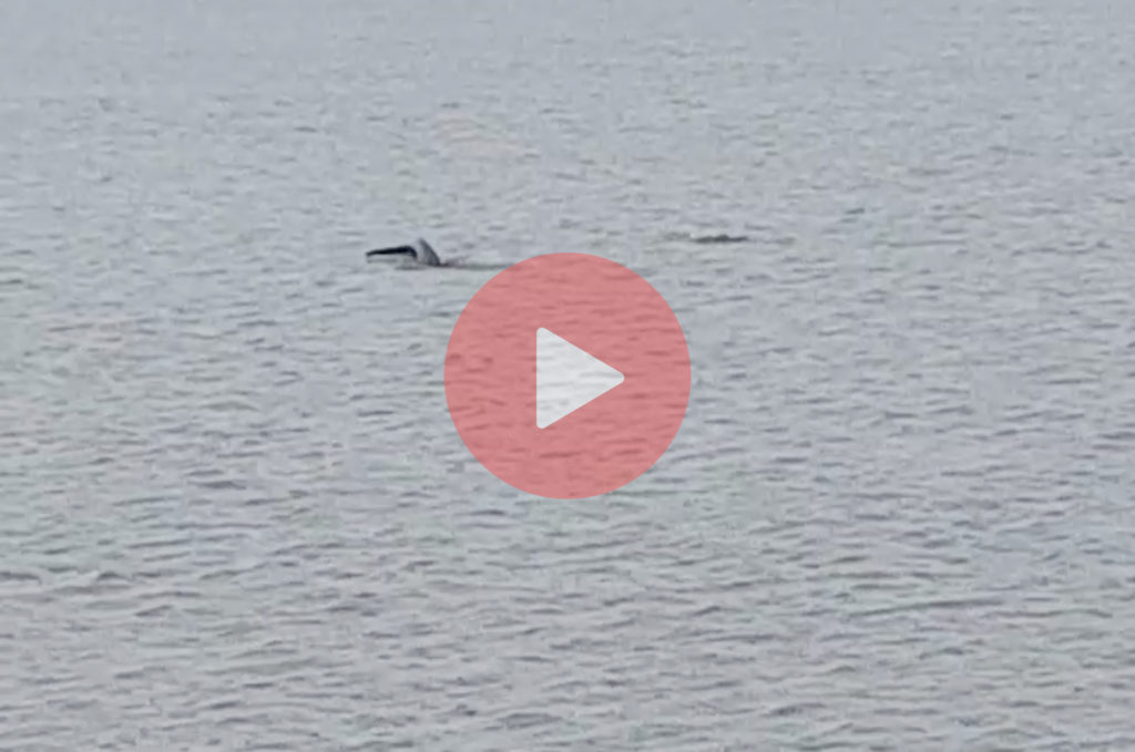 Irrawaddy Dolphins in sundarbans forest