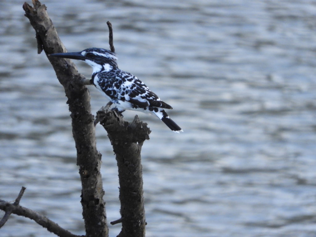 Pied Kingfisher in sundarbans forest