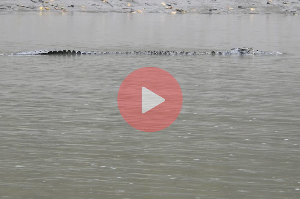 Swimming Estuarine Crocodile in river of sundarbans forest