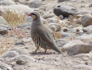 Birdwatching at Chushul Marshes