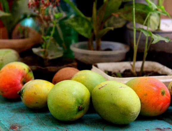 Fruit picking & mango tasting