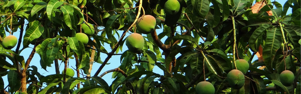 Mango Fruit Picking, Lucknow
