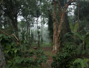 Explore Rajakkad Estate