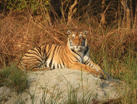 Dudhwa Tiger Trails