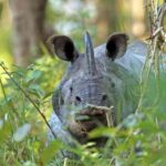 Rivers, Rhinos & Rhythms of the East