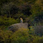 The Land of Watching Forests