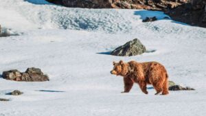 Brown Bear Tracking in Dras
