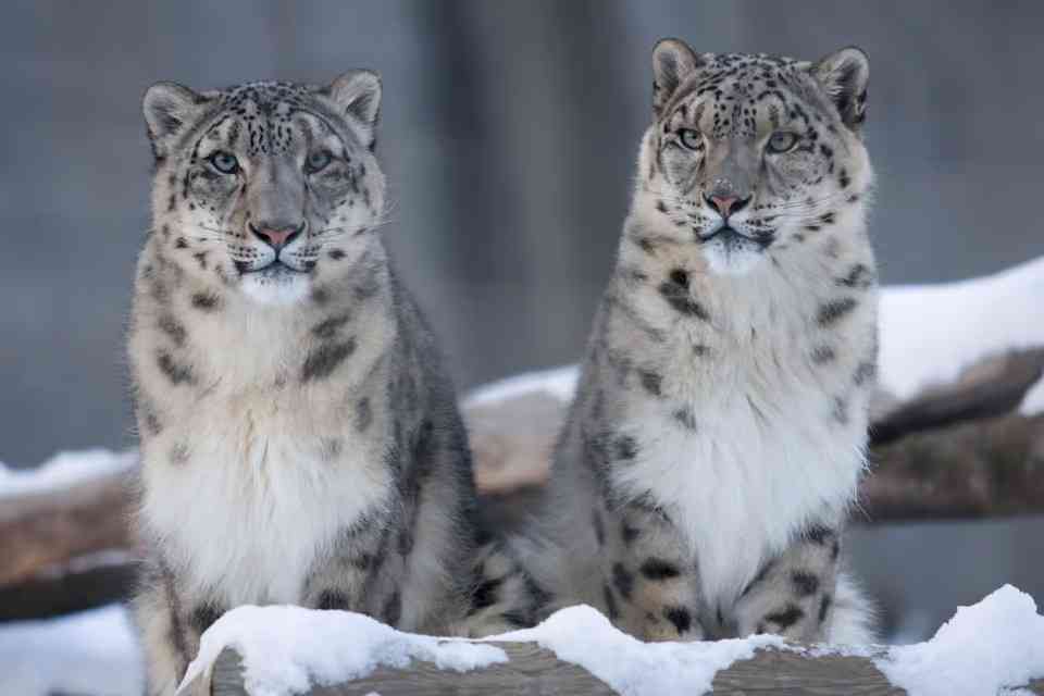 Snow leopard image 2